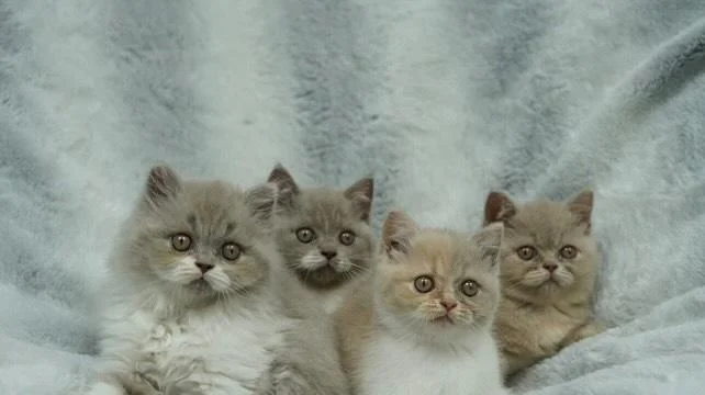 chatons british shorthair & longhair, nos 4 chatons semaines 8